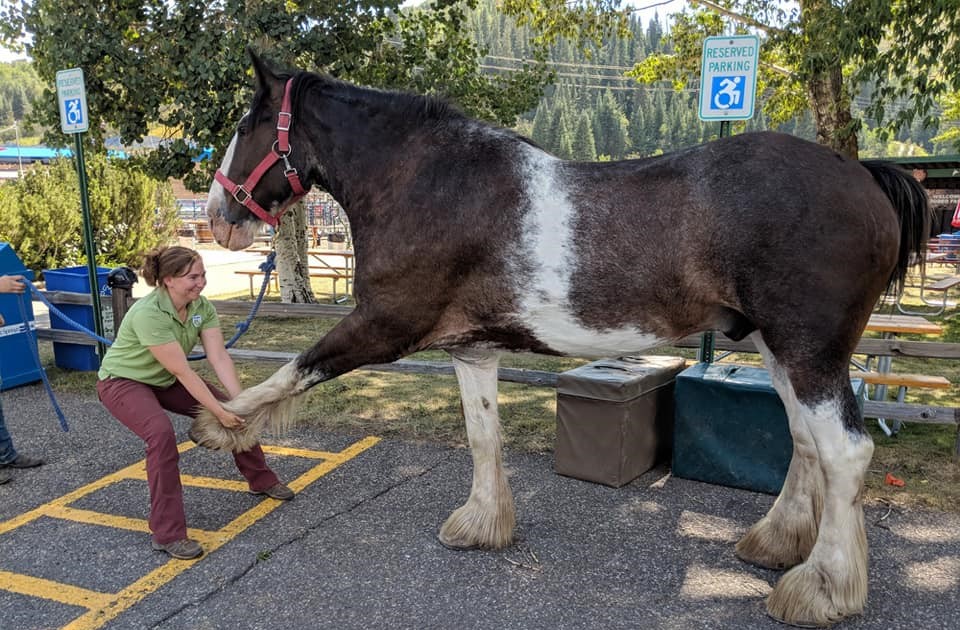 Horse Slider Image