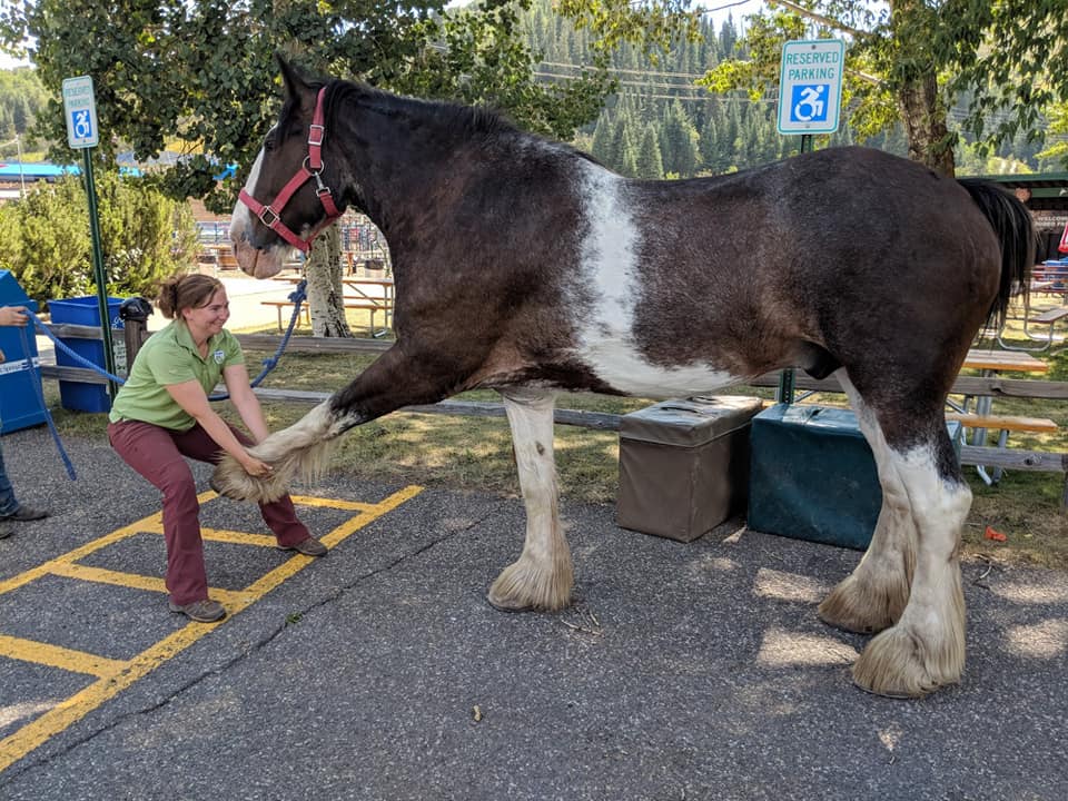 draft horse