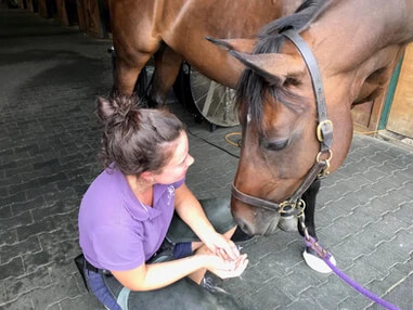 Dr working with a horse