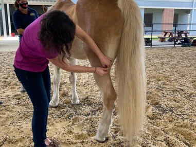 Dr checking horse leg