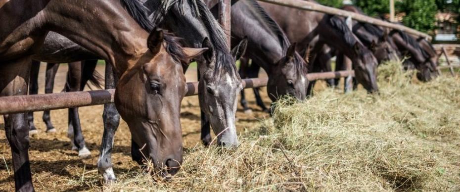 Equine Nutrition