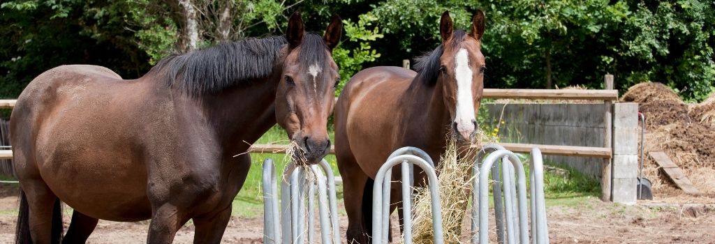 equine nutrition