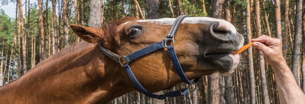 horse eating carrot