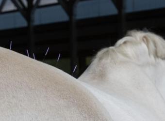 Discover the Benefits of Equine Acupuncture: Holistic Healing for Your Horse