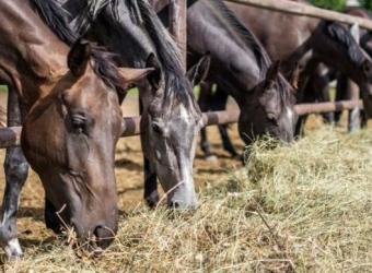 Nourishing Your Equine Partner: A Comprehensive Guide to Equine Nutrition