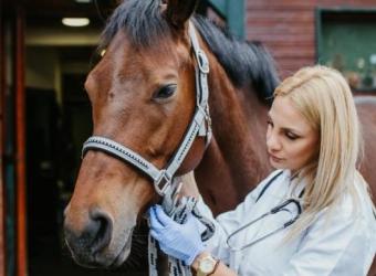 The Ins and Outs of Horse Wellness Exams
