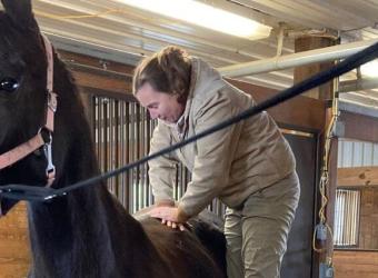 Equine Chiropractic Care: Understanding the Benefits and Importance for Your Horse