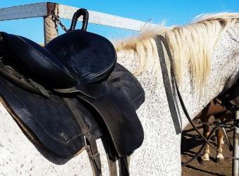 Kissing Spine in Horses: Causes, Symptoms, and Management