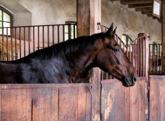 The Importance of Pre-Purchase Exams for Future Horse Owners