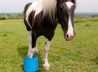 Embracing the Chill: The Impact of Cryotherapy on Equine Health