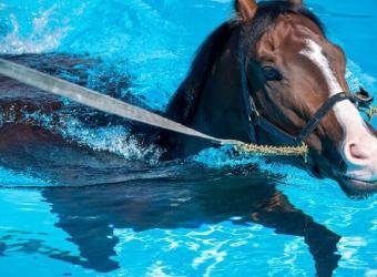 Equine Rehabilitation Explained: Methods, Benefits, and Recovery