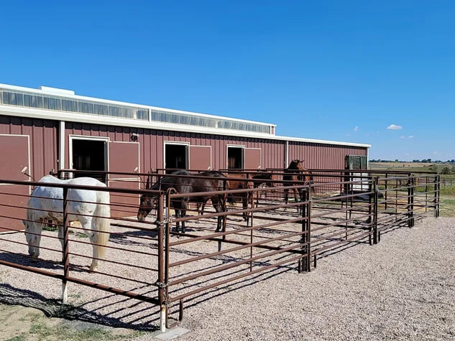 outside with horses